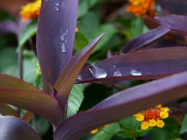 Leaf drops Wallpaper