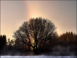 Rainbow Tree Wallpaper