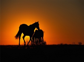 Sunset Horses Обои