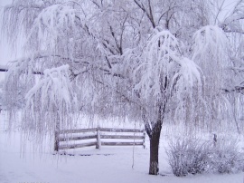 Winter Ecstasy Обои