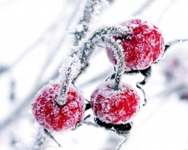 Winter Fruits Wallpaper