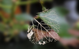 Leaf Bones Wallpaper