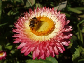 Bee on flower Wallpaper