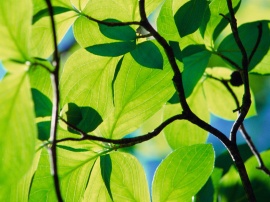 Longhorn leaf Обои