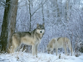Winter Wolfes Обои