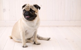 Sitting Pug Обои