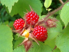 Rasberries Wallpaper