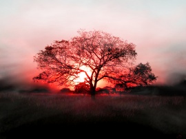 Sunset tree Обои