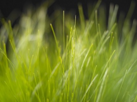 Vista grass Wallpaper