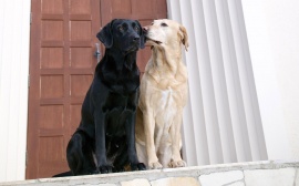 Dogs Couple Обои