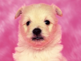 Puppy Dog Wallpaper