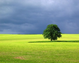 Landscape Tree Wallpaper