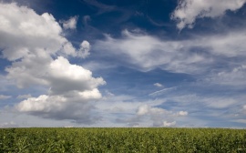 Clouds and Peas Wallpaper