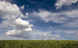 Clouds and Peas Обои