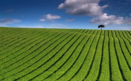 Green Striped Field Обои