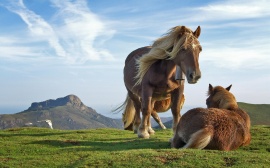 Hill Horses Wallpaper