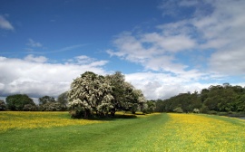 Buttercups Riverside Wallpaper