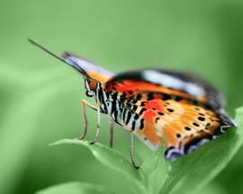Butterfly on Green Обои