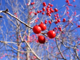 Red Fruits Wallpaper