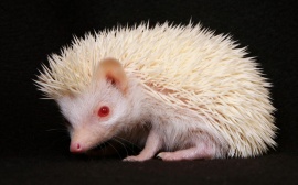 Little Hedgehog Обои