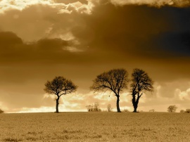 Three Trees Horizon Wallpaper