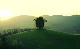 Green Hill Tree Обои