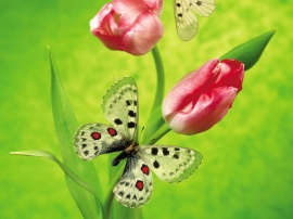 Tulip Butterfly Обои