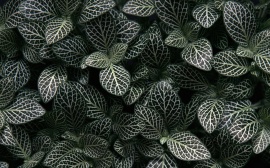 Leaf Shrub Wallpaper