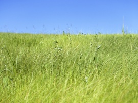 Fresh Grassland Wallpaper