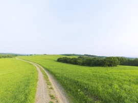 Nature Road Wallpaper