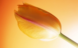 Hot Tulip Wallpaper