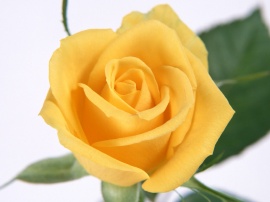 Yellow Rose Обои
