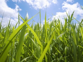 Grass and Sky Wallpaper