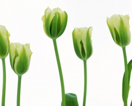 More Green Tulips Обои