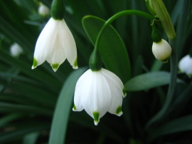 Bell Snowdrops Wallpaper