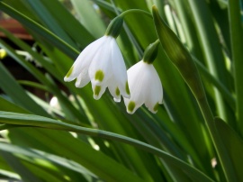 Quiet Snowdrops Wallpaper