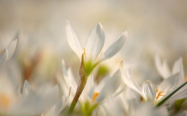 Spring Flower Bloom Wallpaper