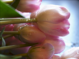 Tulips Dew Обои