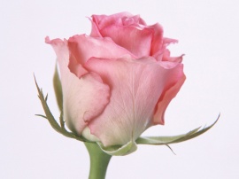 Pink Rose Обои