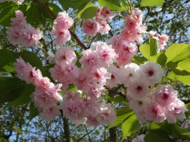 Pink Blossoms Wallpaper