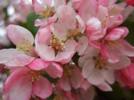 Apple Flowers Обои