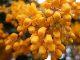 Yellow Blossoms Обои