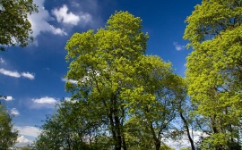 Green Trees Обои