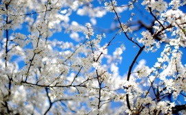 Blossoms and Blue Wallpaper