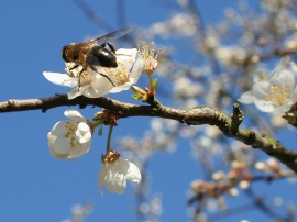 Bee on Spring Обои