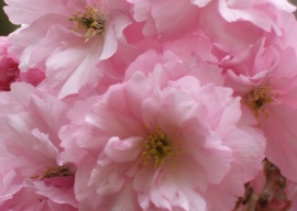 Pink Spring Wallpaper