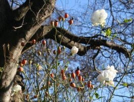 Rose Hip Bloom Wallpaper