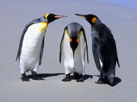 Penguins Meeting Wallpaper
