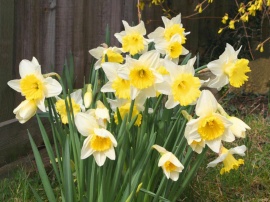 Spring Daffodils Обои