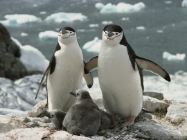 Penguins Family Wallpaper